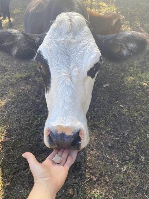 farm animal cow visits seniors